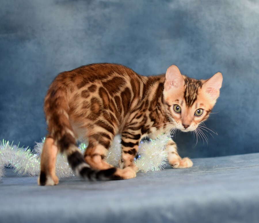 Бенгальский котенок Greenstyle Theodore