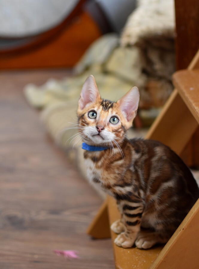 Бенгальский котенок GREENSTYLE TIBOO