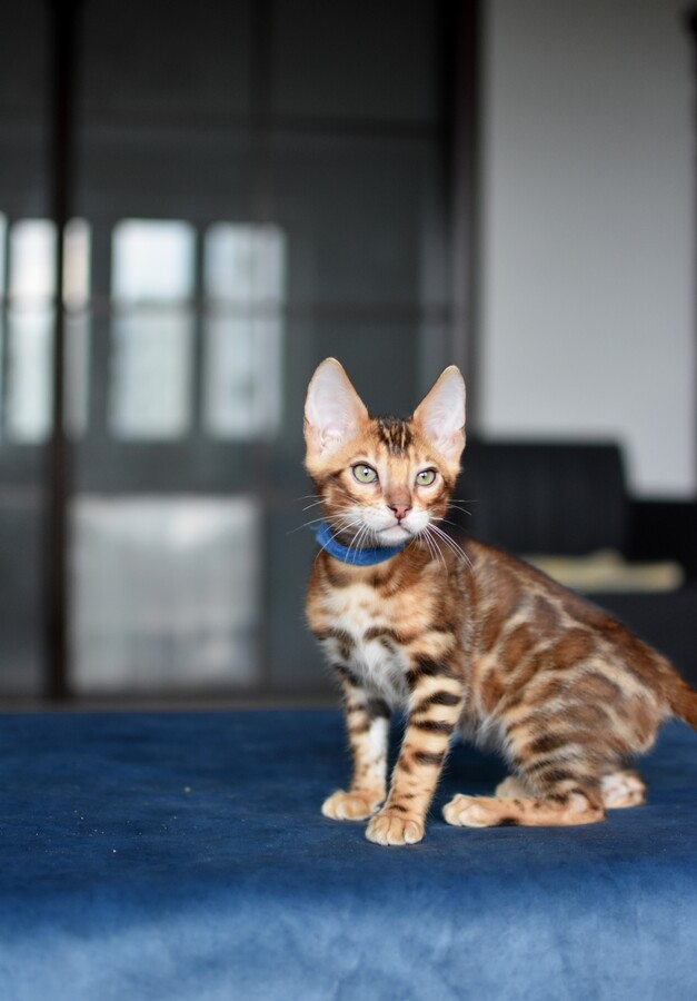 Бенгальский котенок Greenstyle Tiboo фото 4
