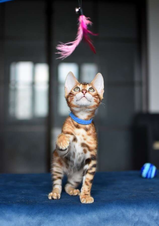 Бенгальский котенок Greenstyle Tiboo фото 5