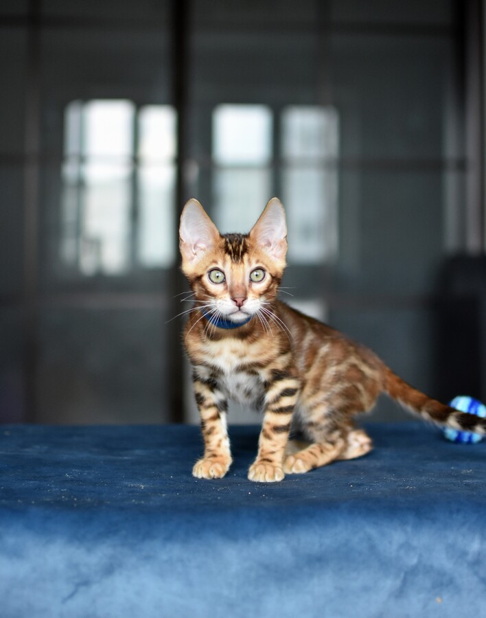 Бенгальский котенок Greenstyle Tiboo фото 6
