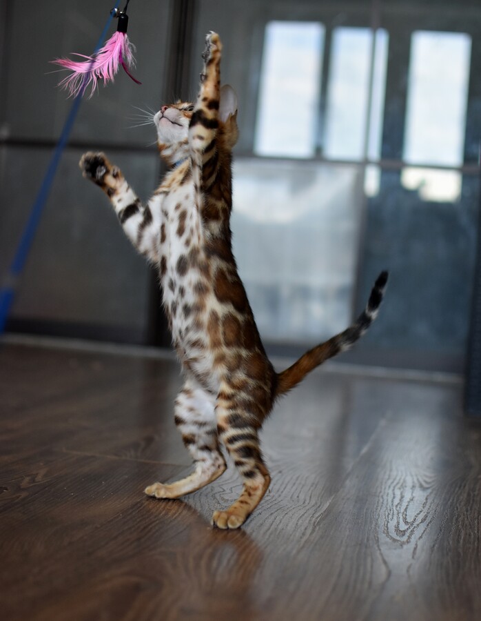 Бенгальский котенок Greenstyle Tiboo фото 8