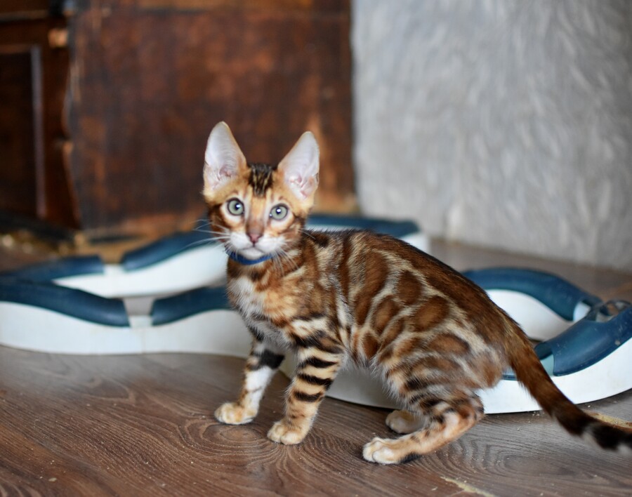 Бенгальский котенок Greenstyle Tiboo фото 9