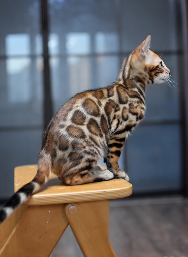 Бенгальский котенок GREENSTYLE TRISTAN
