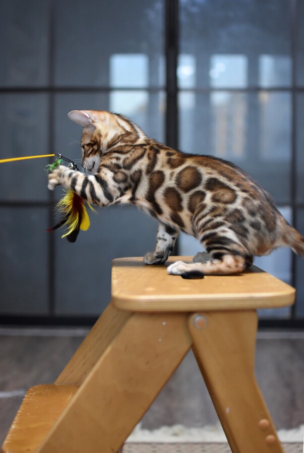 Бенгальский котенок Greenstyle Tristan фото 2