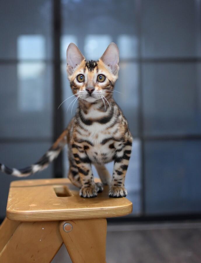 Бенгальский котенок Greenstyle Tristan фото 3