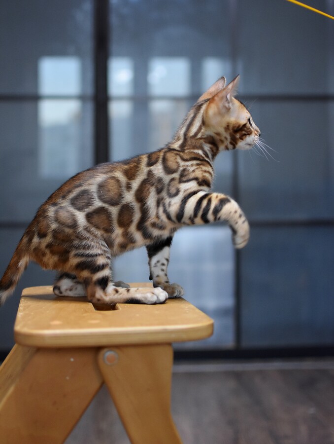 Бенгальский котенок Greenstyle Tristan фото 4