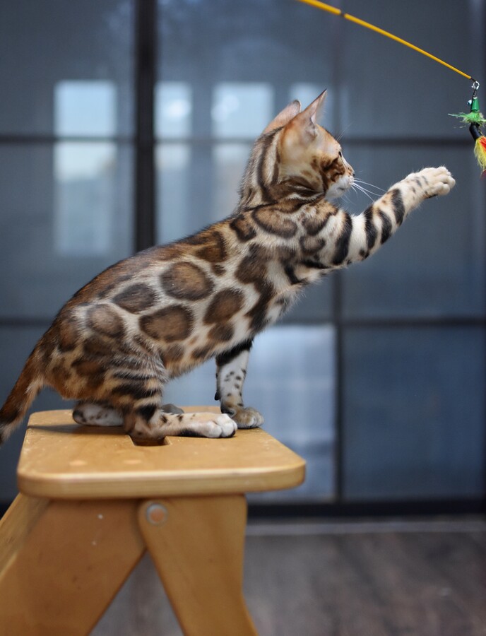 Бенгальский котенок Greenstyle Tristan фото 5