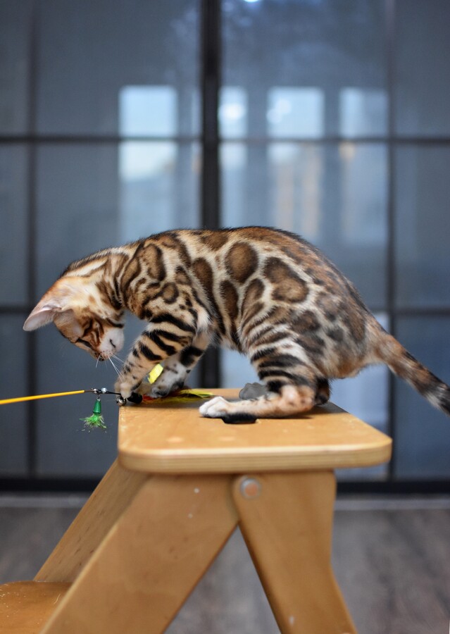 Бенгальский котенок Greenstyle Tristan фото 6