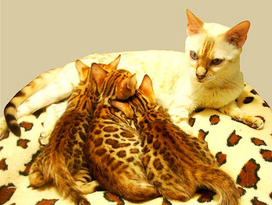 Бенгальский котенок, цена | Питомник Greenstyle