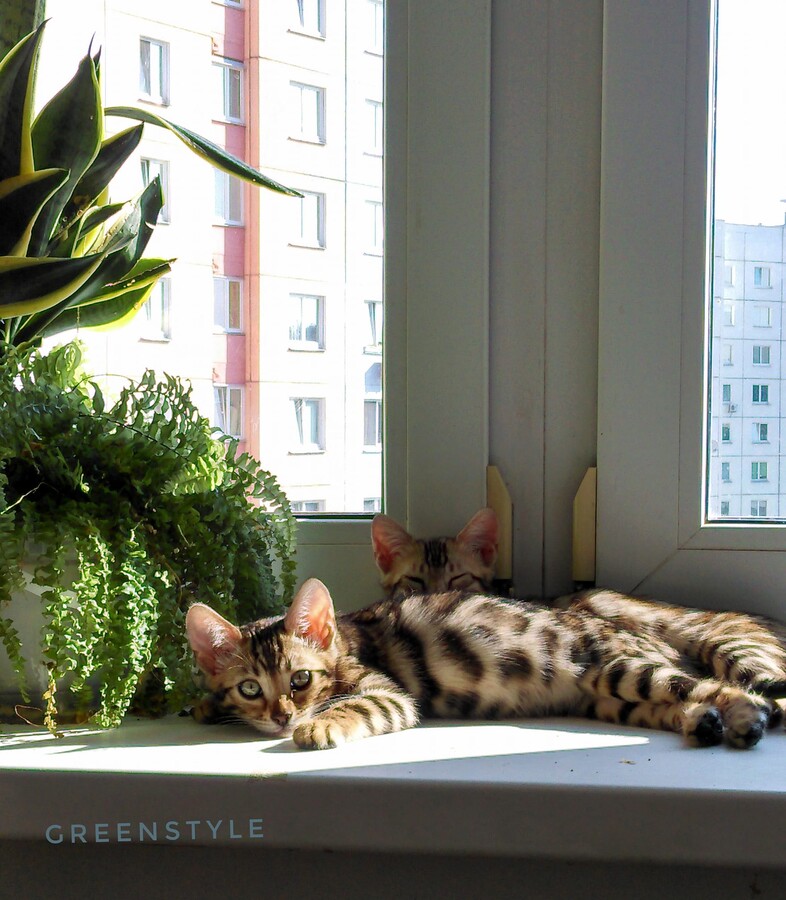 greenstyle_cats